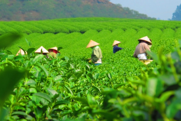 扬帆新丝路 安溪铁观音从输出茶叶到输出茶文化