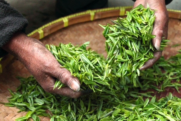 茶产业要从源头把好质量关